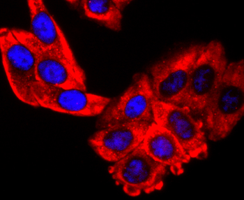 EDG1 Recombinant Rabbit Monoclonal Antibody