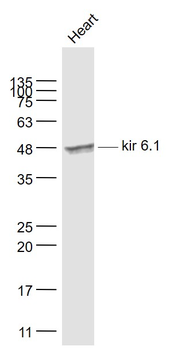 Kir 6.1 Rabbit Polyclonal Antibody
