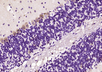 RNF11 Rabbit Polyclonal Antibody