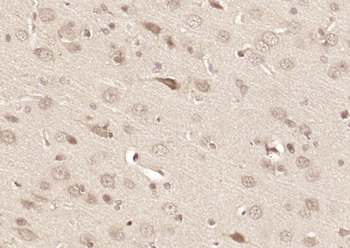C3orf24 Rabbit Polyclonal Antibody