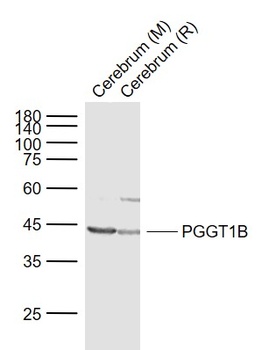 PGGT1beta antibody
