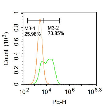 Myocardin Rabbit Polyclonal Antibody
