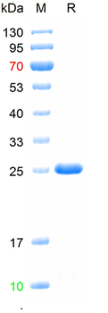 Recombinant mouse Slco1a1 protein, N-Trx&His