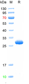 Recombinant human CLDN1 protein, N-Trx-His