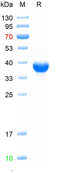 Recombinant human CD11a protein, N-His