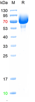 Recombinant mouse PD-L1 protein, C-hFc (HEK293)