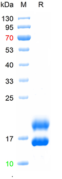Recombinant human VEGF-121 protein (HEK293)