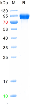 Recombinant human MPO protein, C-His (HEK293)