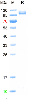 Recombinant human CD56 protein, C-His (HEK293)