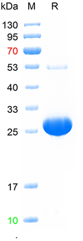Recombinant Proteus hauseri Endonuclease protein, N-His