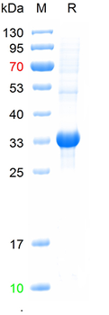 Recombinant human DUOX1 protein, N-His