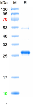 Recombinant human INHA&INHBB protein, C-His