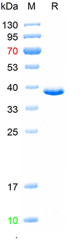 Recombinant mouse RANK protein, N-Trx-His