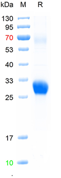 Recombinant human COMP protein, C-His