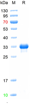 Recombinant human SNAI2 protein, N-His