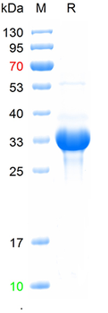 Recombinant mouse Arginase 1 protein, N-His