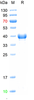 Recombinant EV71 VP1 protein, N-His