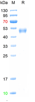 Recombinant human LAMA1 protein, N-His