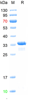 Recombinant mouse Collagen VII protein, His