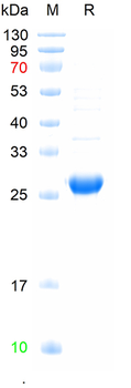 Recombinant mouse ABCA12 protein, N-His