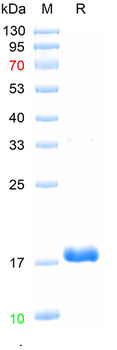Recombinant human RNASE4 protein, N-His