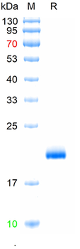 Recombinant mouse ESM1 protein, C-His