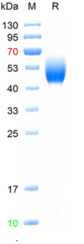 Recombinant human ADAM17 protein, His (HEK293)