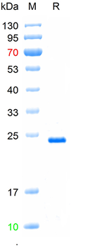 Recombinant mouse GUK1 protein, N-His