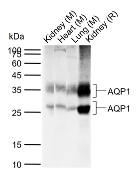 AQP1 Rabbit Polyclonal Antibody