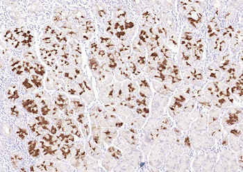 MUC6 Mouse Monoclonal Antibody
