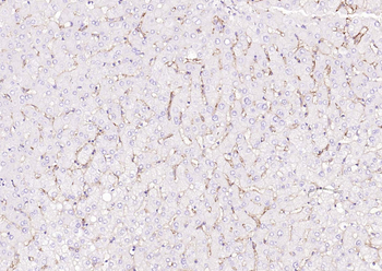 CD16a Recombinant Rabbit Monoclonal Antibody