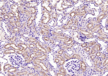 CD63 Recombinant Rabbit Monoclonal Antibody