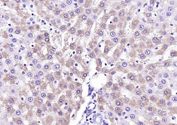 RNASE4 Rabbit Polyclonal Antibody