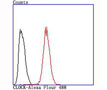 CLOCK Recombinant Rabbit Monoclonal Antibody