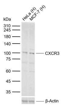 GOLGA1 Rabbit Polyclonal Antibody