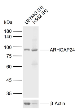 ARHGAP24 Rabbit Polyclonal Antibody