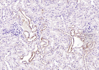 TMEM30A Rabbit Polyclonal Antibody