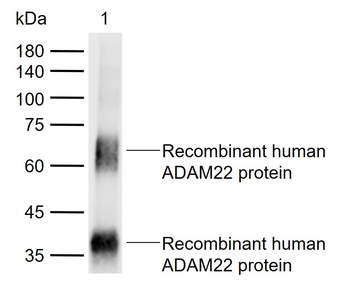 ADAM22 Mouse Monoclonal Antibody