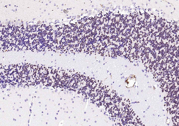 NeuN Recombinant Mouse Monoclonal Antibody