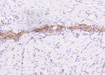 CD63 Mouse Monoclonal Antibody
