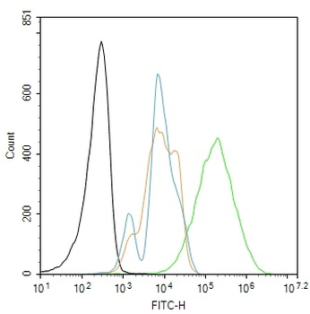 NF-L Rabbit Polyclonal Antibody