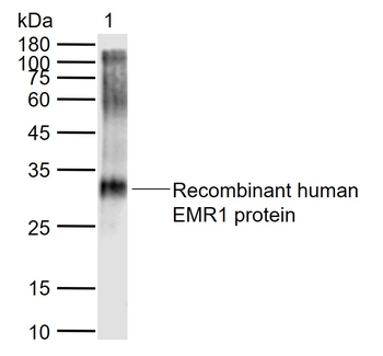 ADGRE1 Rabbit Polyclonal Antibody