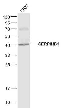 SERPINB1 Rabbit Polyclonal Antibody