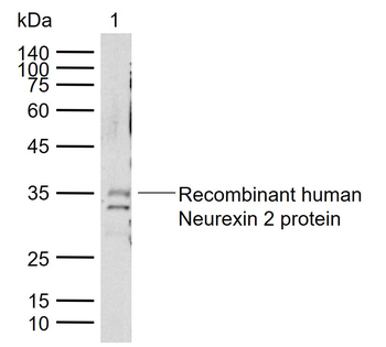 Neurexin 2 Rabbit Polyclonal Antibody