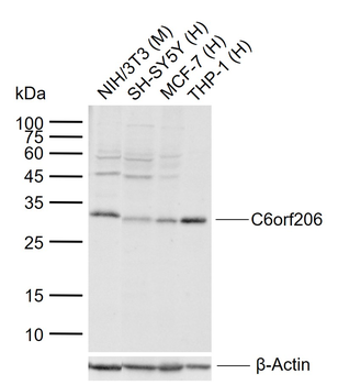 C6orf206 Rabbit Polyclonal Antibody