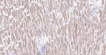 MYL2 Ready-To-Use IHC Kit