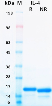Recombinant human IL-4 protein (Active, HEK293)
