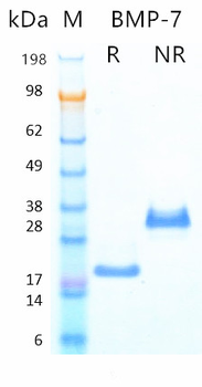 Recombinant human BMP-7 protein (Active, HEK293)