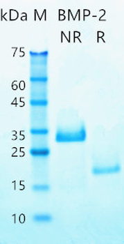 Recombinant human BMP-2 protein (Active, HEK293)