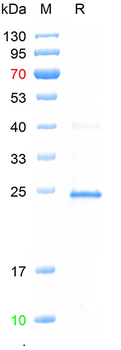 Recombinant PCV3 capsid protein